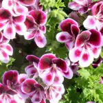 Come produrre olio di geranio