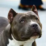 Pensione per cani a cinque stelle: il lusso per il nostro migliore amico