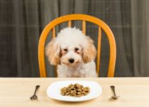 alimentazione cane