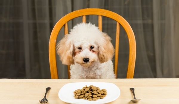 alimentazione cane