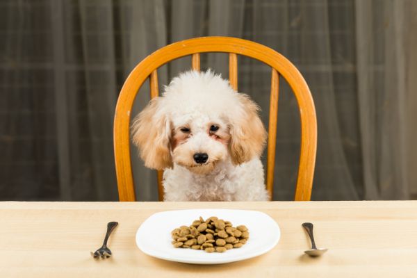 alimentazione cane